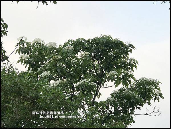 泰山義學坑步道7.JPG 泰山義學坑步道7.JPG