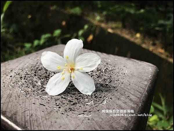 泰山義學坑步道4.JPG 泰山義學坑步道4.JPG