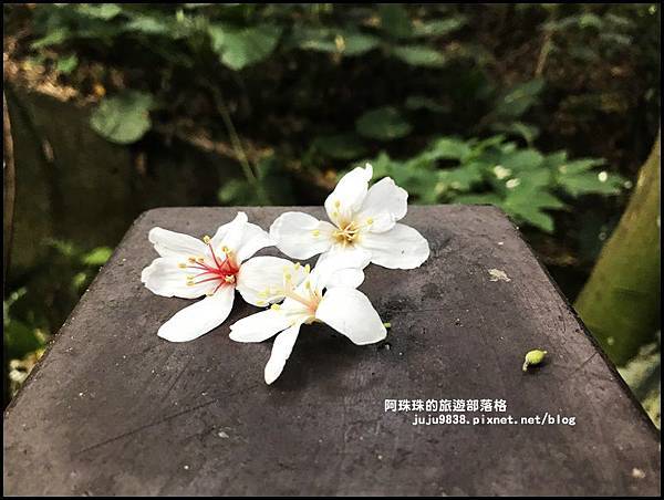 泰山義學坑步道3.JPG 泰山義學坑步道3.JPG