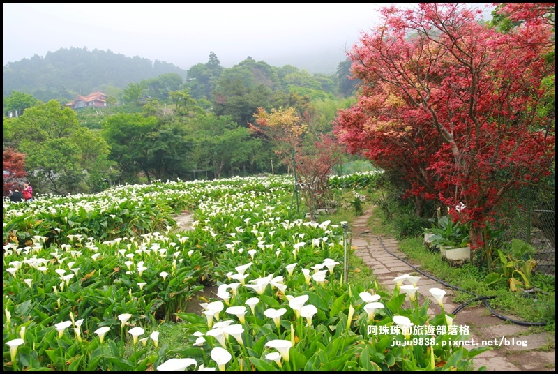 竹子湖海芋季32.JPG