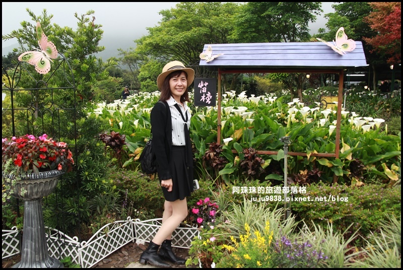 竹子湖海芋季35.JPG 竹子湖海芋季35.JPG