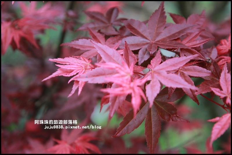 竹子湖海芋季33.JPG