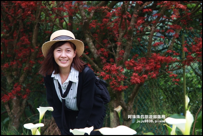 竹子湖海芋季28.JPG 竹子湖海芋季28.JPG