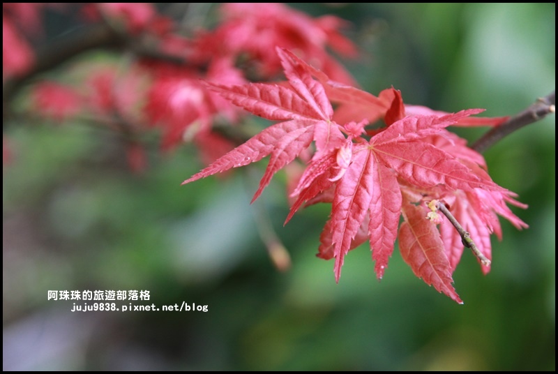 竹子湖海芋季29.JPG 竹子湖海芋季29.JPG