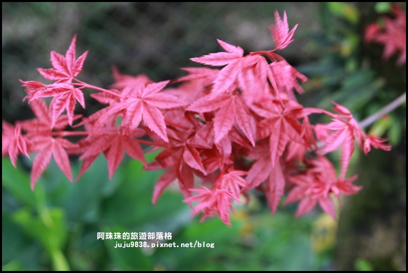 竹子湖海芋季30.JPG 竹子湖海芋季30.JPG