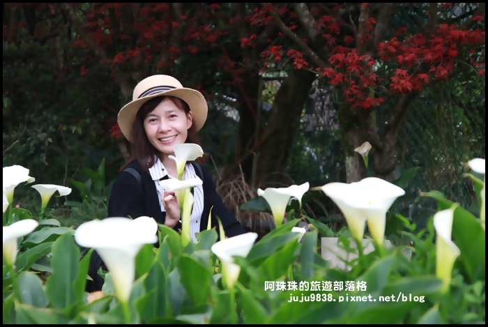 竹子湖海芋季27.JPG 竹子湖海芋季27.JPG