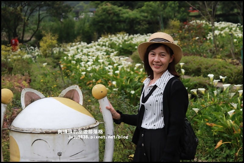 竹子湖海芋季20.JPG 竹子湖海芋季20.JPG