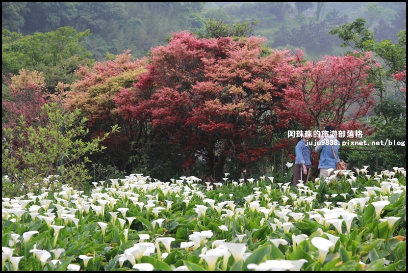 竹子湖海芋季23.JPG 竹子湖海芋季23.JPG