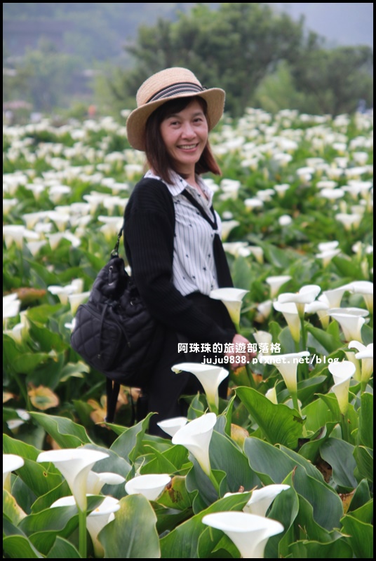 竹子湖海芋季16.JPG 竹子湖海芋季16.JPG