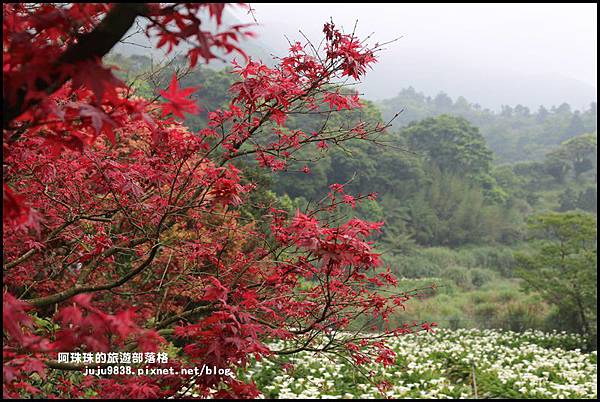 竹子湖海芋季15.JPG