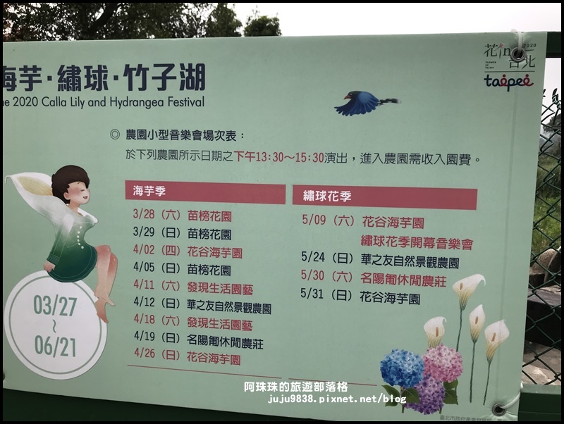 竹子湖海芋季65.JPG 竹子湖海芋季65.JPG