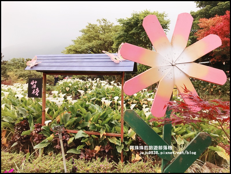 竹子湖海芋季62.JPG 竹子湖海芋季62.JPG