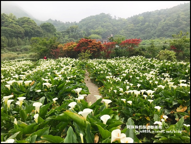 竹子湖海芋季61.JPG 竹子湖海芋季61.JPG