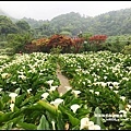 竹子湖海芋季61.JPG