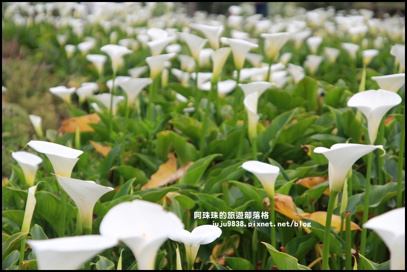 竹子湖海芋季6.JPG 竹子湖海芋季6.JPG