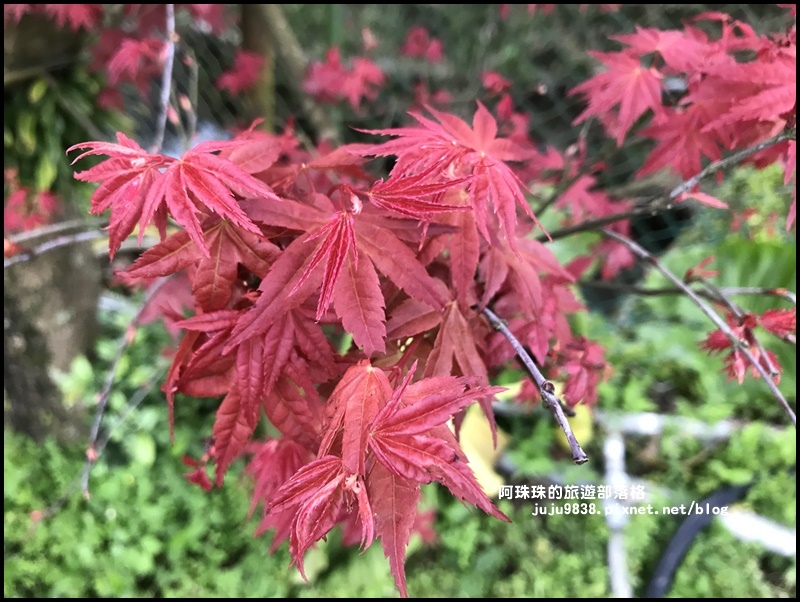 竹子湖海芋季57.JPG 竹子湖海芋季57.JPG