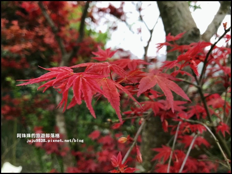 竹子湖海芋季58.JPG