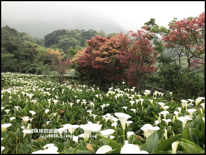 竹子湖海芋季56.JPG