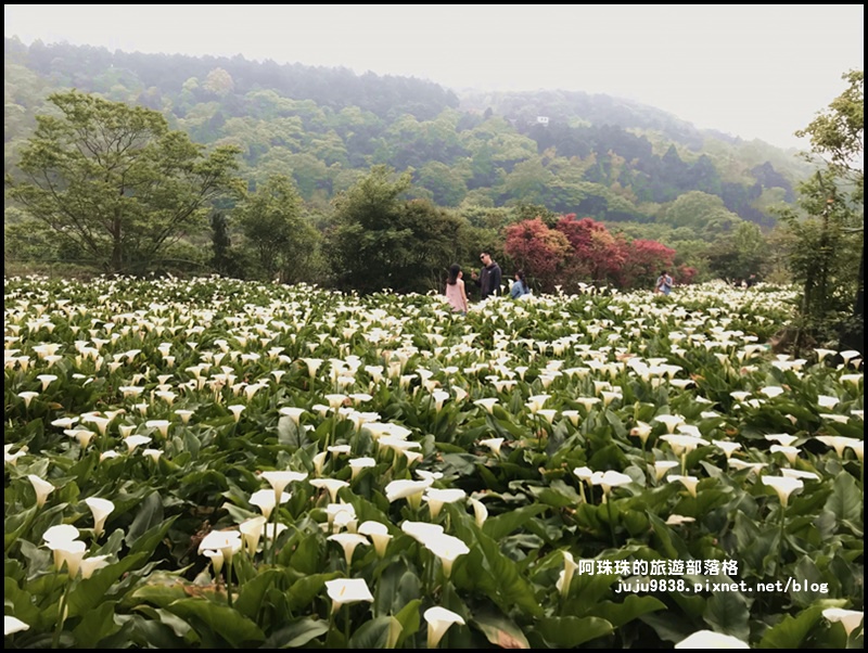 竹子湖海芋季53.JPG 竹子湖海芋季53.JPG