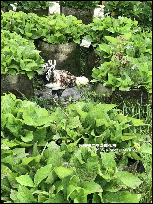 竹子湖海芋季55.JPG 竹子湖海芋季55.JPG