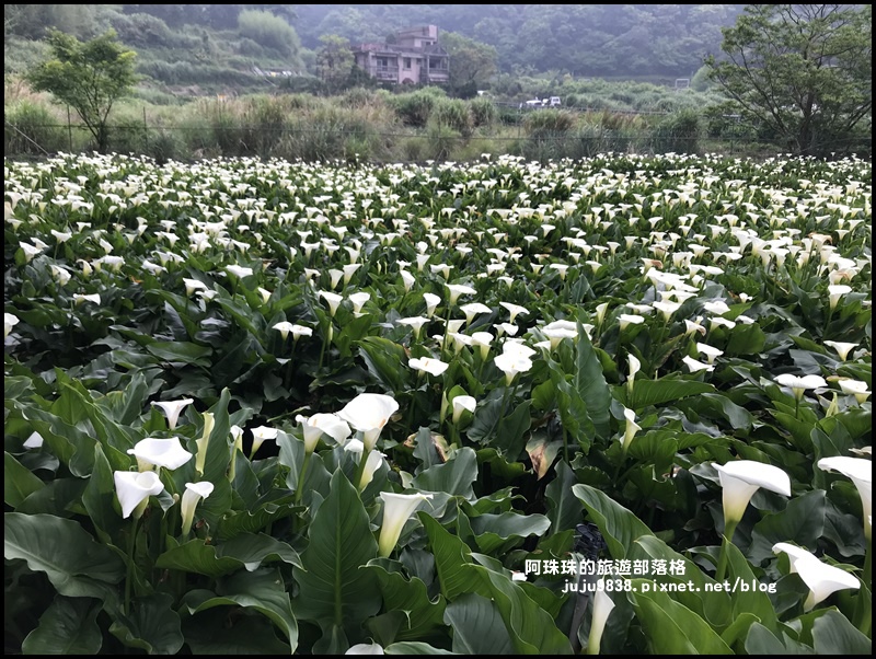 竹子湖海芋季52.JPG