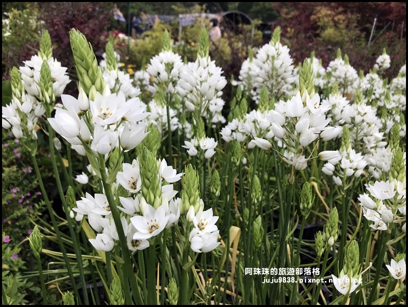 竹子湖海芋季48.JPG 竹子湖海芋季48.JPG