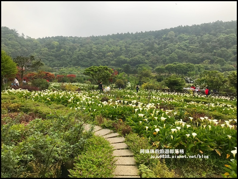 竹子湖海芋季46.JPG