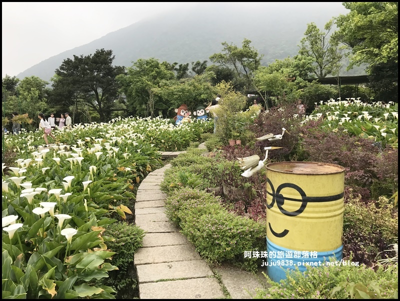 竹子湖海芋季44.JPG 竹子湖海芋季44.JPG