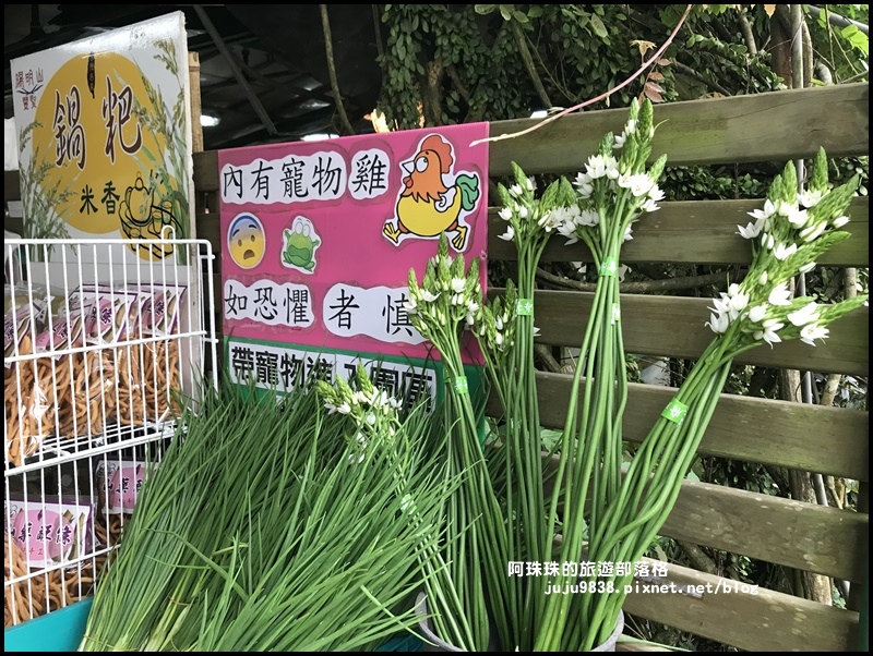 竹子湖海芋季37.JPG 竹子湖海芋季37.JPG