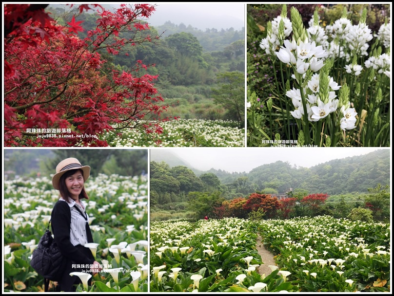 竹子湖,陽明山,海芋花季,楓紅,苗榜花園,白雲花,苗榜餐廳,台北,陽明山花季,海芋季,繡球花季