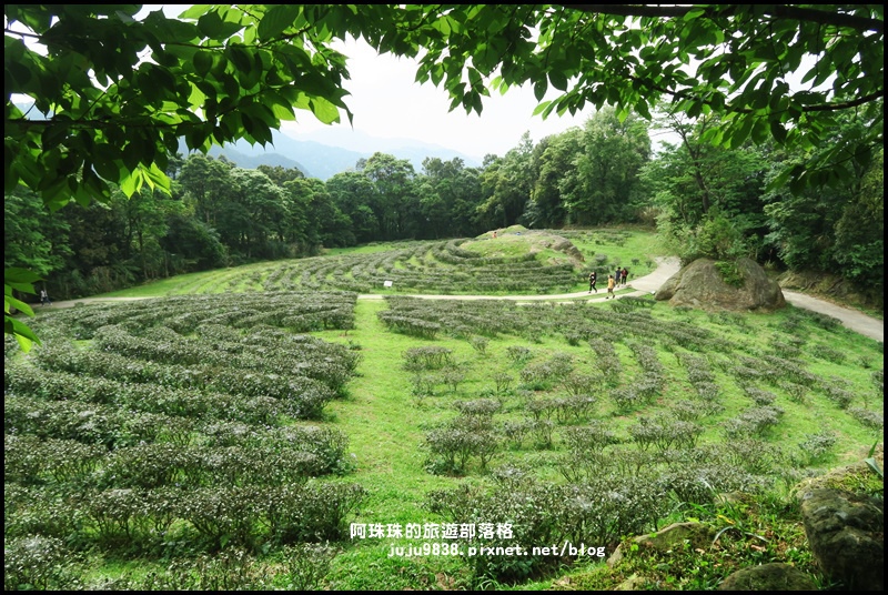 熊空茶園63.JPG