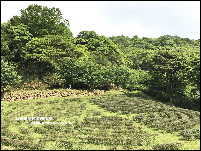 熊空茶園81.JPG