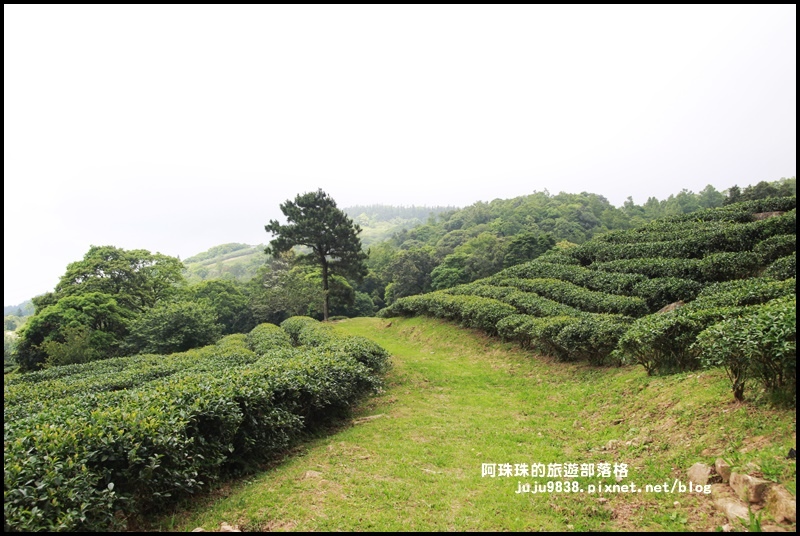 熊空茶園15.JPG