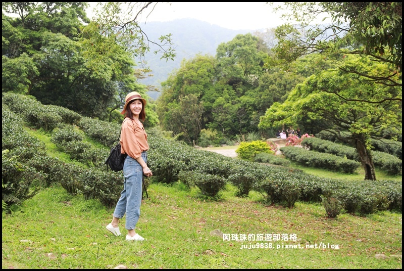 熊空茶園7.JPG