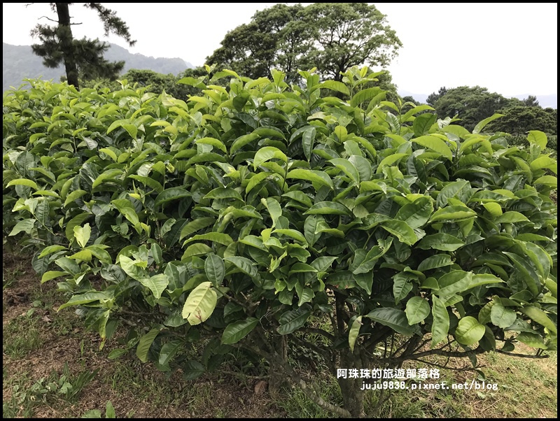 熊空茶園77.JPG