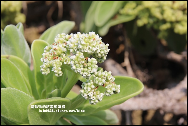 龍坑16.JPG 龍坑16.JPG