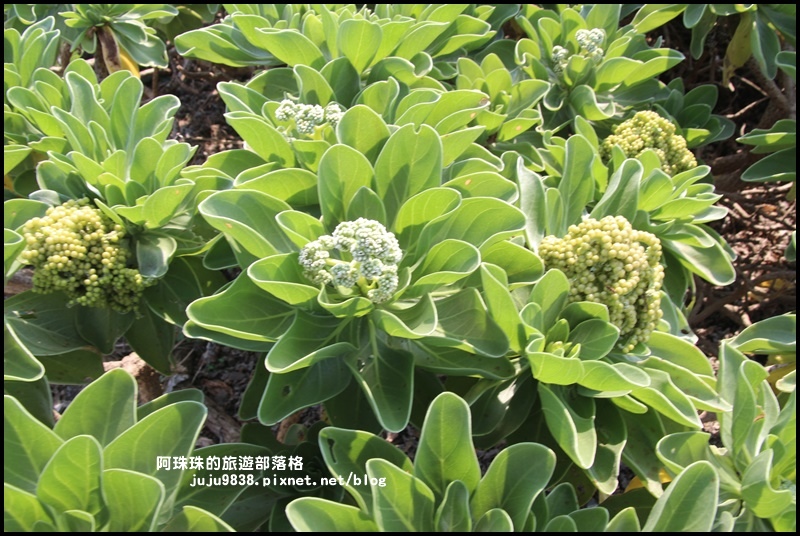 龍坑13.JPG 龍坑13.JPG