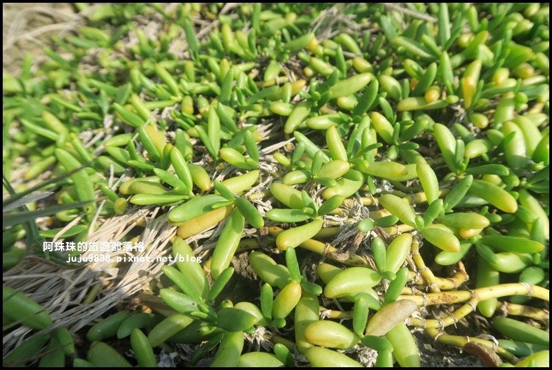 龍坑51.JPG 龍坑51.JPG