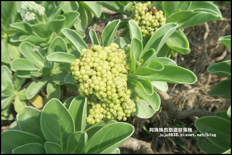 龍坑46.JPG 龍坑46.JPG