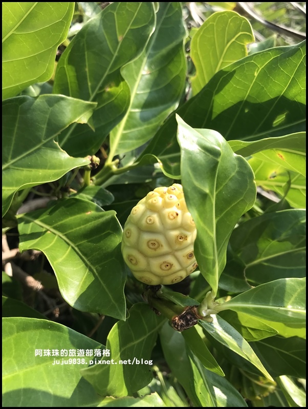 龍坑71.JPG 龍坑71.JPG