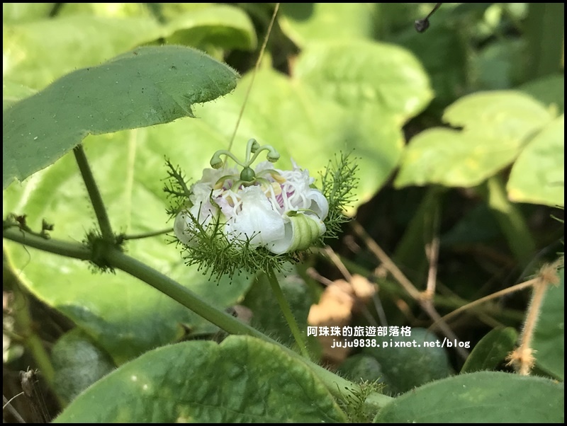 龍坑66.JPG 龍坑66.JPG