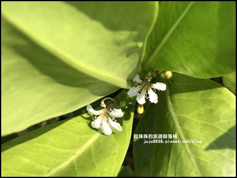 龍坑68.JPG 龍坑68.JPG