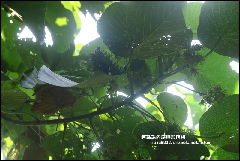 龍坑41.JPG 龍坑41.JPG