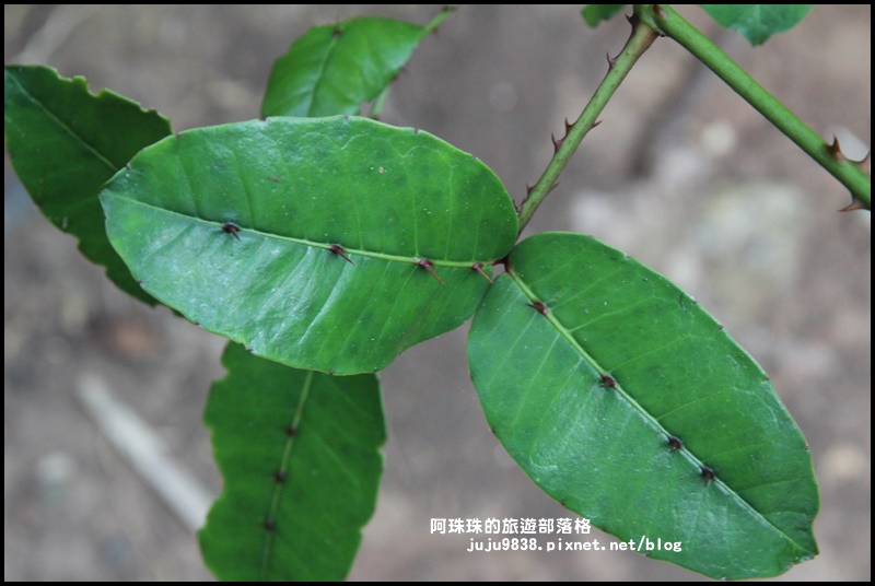 龍坑6.JPG 龍坑6.JPG