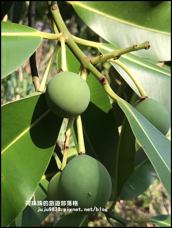 龍坑61.JPG 龍坑61.JPG