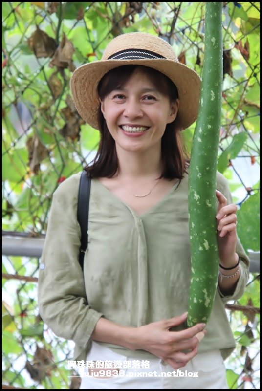 造橋南瓜隧道16.JPG 造橋南瓜隧道16.JPG