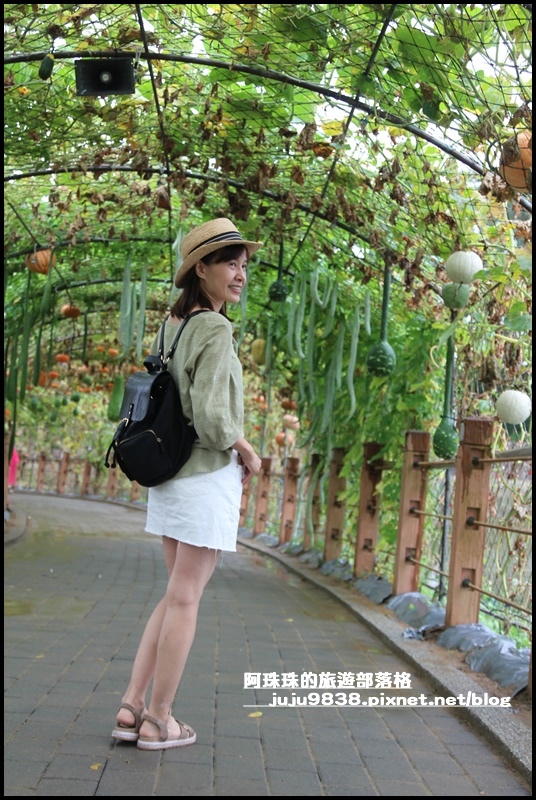 造橋南瓜隧道17.JPG 造橋南瓜隧道17.JPG