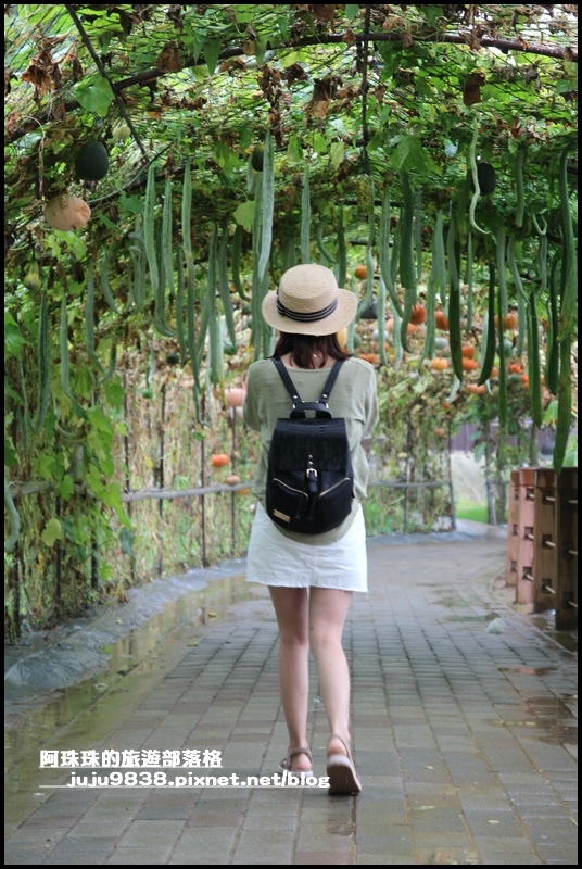 造橋南瓜隧道13.JPG 造橋南瓜隧道13.JPG