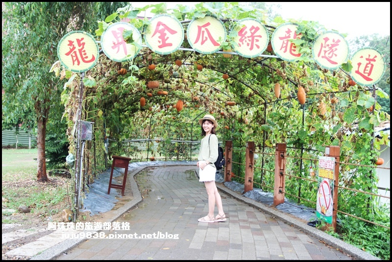 造橋南瓜隧道9.JPG 造橋南瓜隧道9.JPG