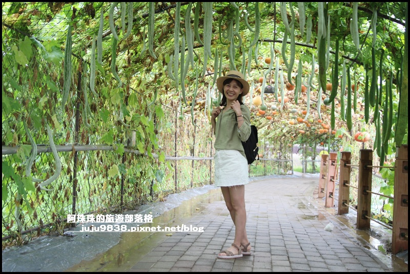 造橋南瓜隧道14.JPG 造橋南瓜隧道14.JPG